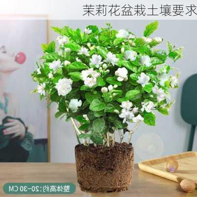 茉莉花盆栽土壤要求