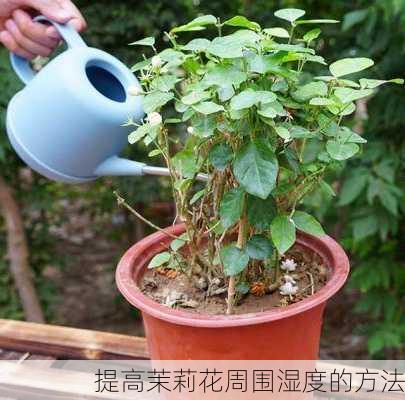 提高茉莉花周围湿度的方法