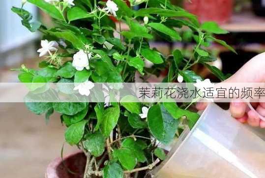 茉莉花浇水适宜的频率