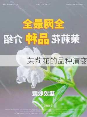 茉莉花的品种演变