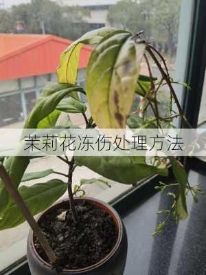 茉莉花冻伤处理方法