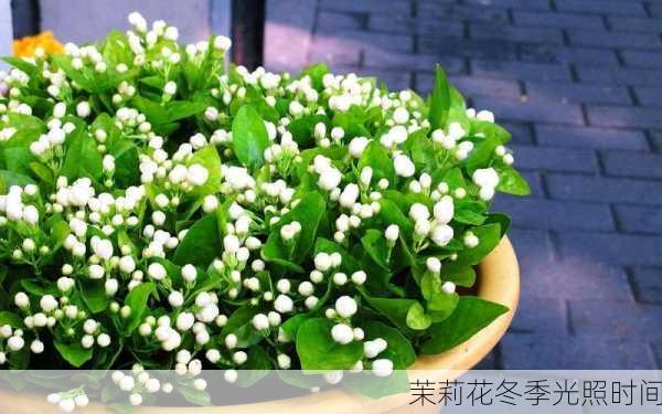 茉莉花冬季光照时间