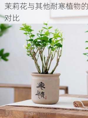 茉莉花与其他耐寒植物的对比