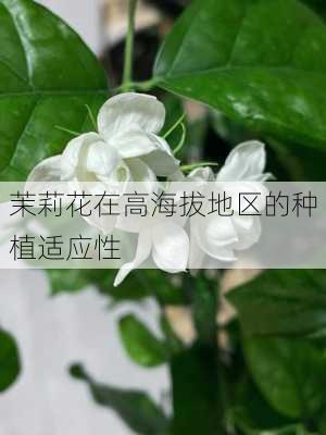 茉莉花在高海拔地区的种植适应性