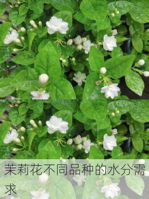 茉莉花不同品种的水分需求