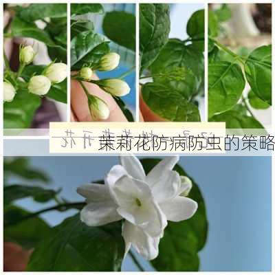 茉莉花防病防虫的策略