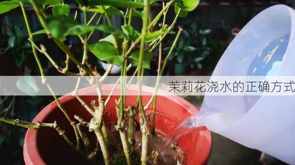 茉莉花浇水的正确方式