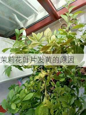 茉莉花叶片发黄的原因