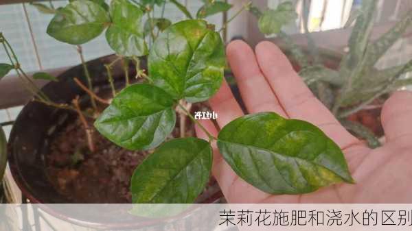 茉莉花施肥和浇水的区别