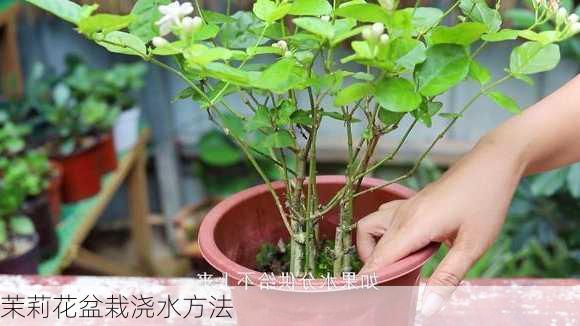 茉莉花盆栽浇水方法