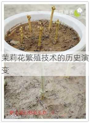 茉莉花繁殖技术的历史演变