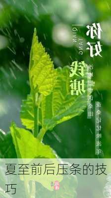 夏至前后压条的技巧