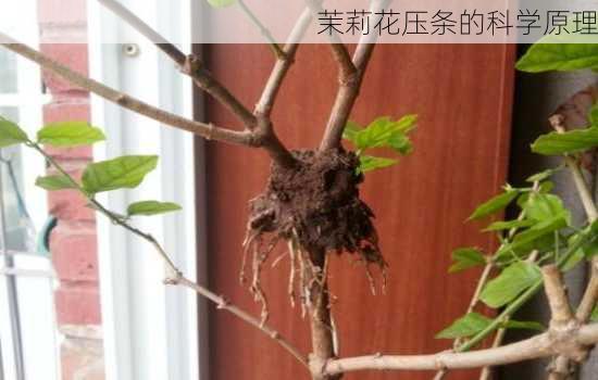 茉莉花压条的科学原理