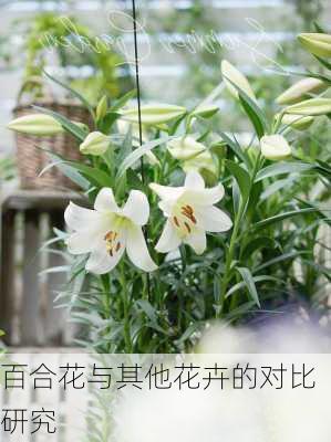 百合花与其他花卉的对比研究