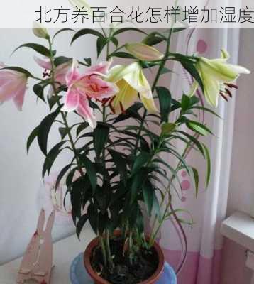 北方养百合花怎样增加湿度