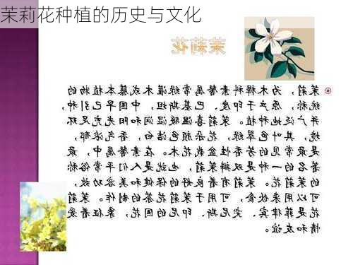 茉莉花种植的历史与文化