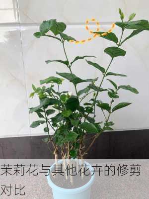 茉莉花与其他花卉的修剪对比