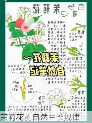 茉莉花的自然生长规律