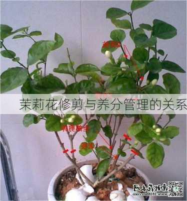 茉莉花修剪与养分管理的关系