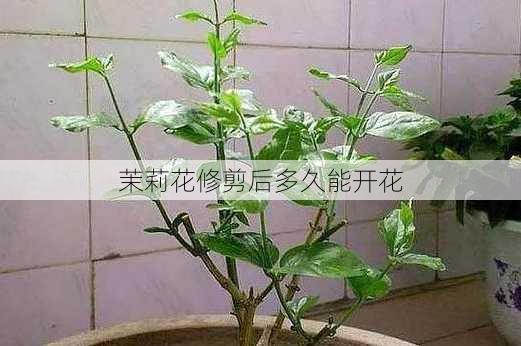 茉莉花修剪后多久能开花