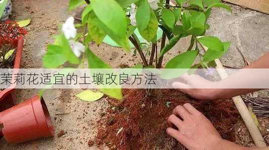 茉莉花适宜的土壤改良方法