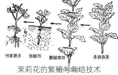 茉莉花的繁殖与栽培技术