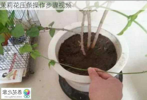 茉莉花压条操作步骤视频