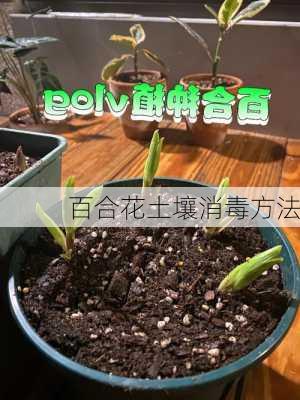 百合花土壤消毒方法