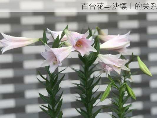 百合花与沙壤土的关系