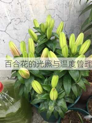 百合花的光照与温度管理