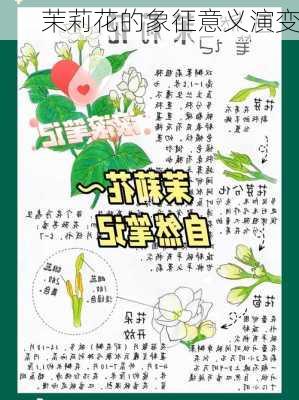 茉莉花的象征意义演变