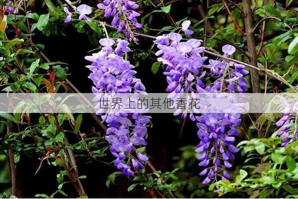 世界上的其他香花