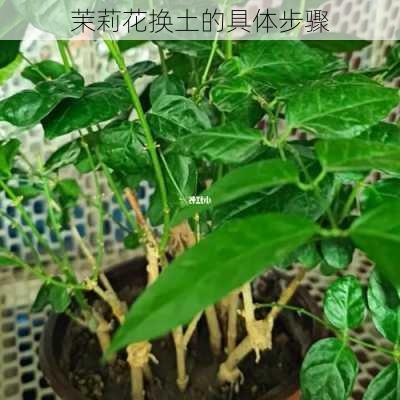 茉莉花换土的具体步骤