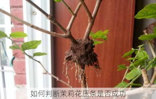 如何判断茉莉花压条是否成功