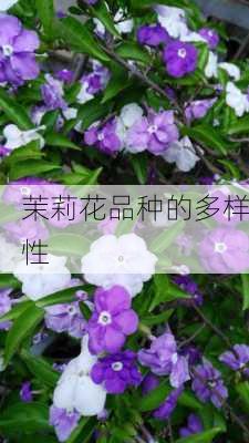 茉莉花品种的多样性