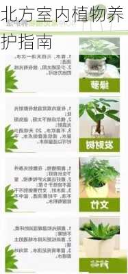 北方室内植物养护指南