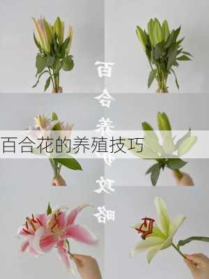 百合花的养殖技巧