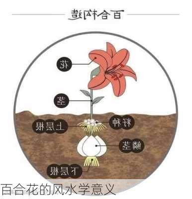 百合花的风水学意义