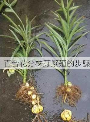 百合花分株芽繁殖的步骤