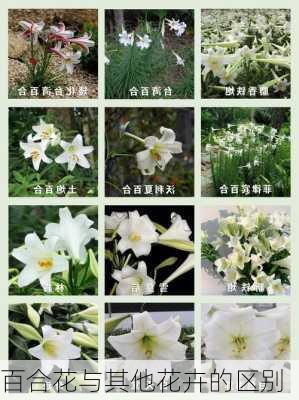 百合花与其他花卉的区别