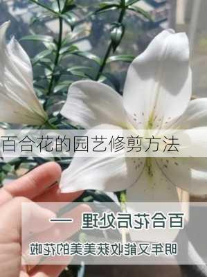 百合花的园艺修剪方法