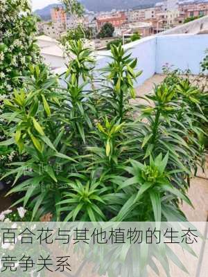 百合花与其他植物的生态竞争关系