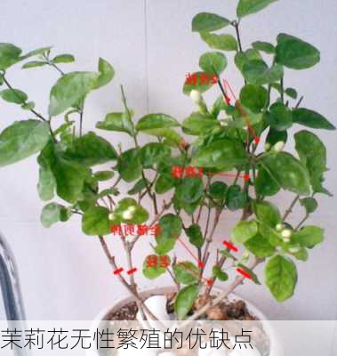 茉莉花无性繁殖的优缺点