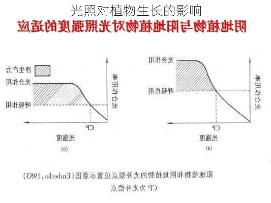 光照对植物生长的影响