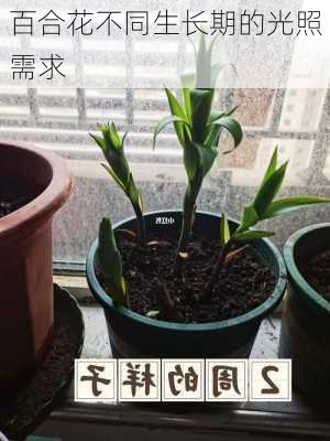 百合花不同生长期的光照需求