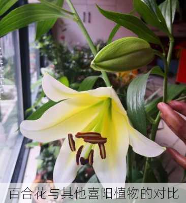 百合花与其他喜阳植物的对比