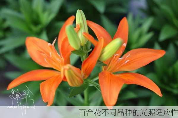 百合花不同品种的光照适应性