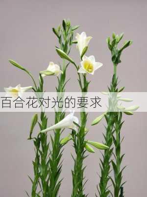 百合花对光的要求