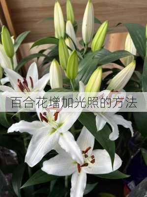 百合花增加光照的方法