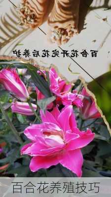 百合花养殖技巧